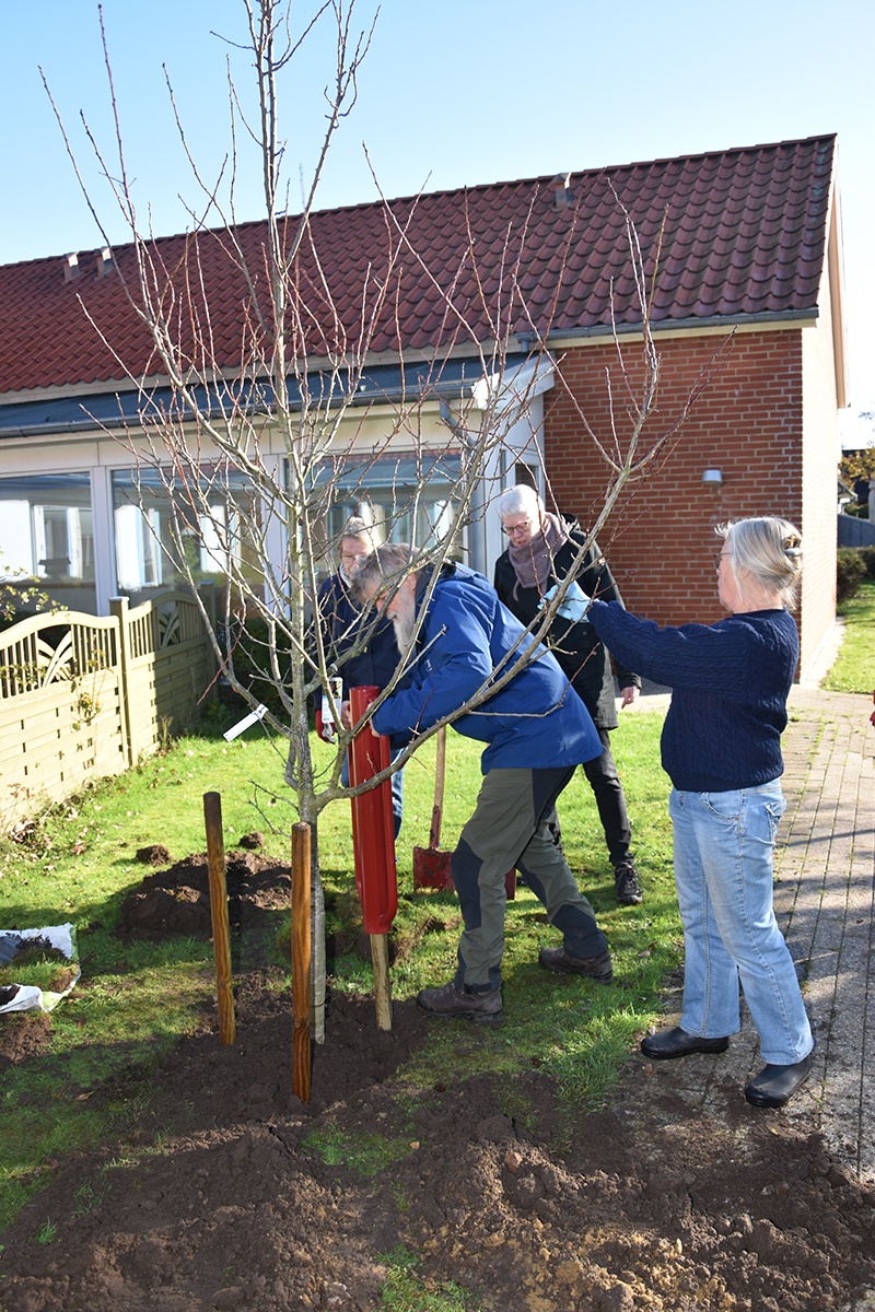 Leif Wagner Jørgensen, formand for DN Esbjerg, hamrer pæle i ved træplantningen.
