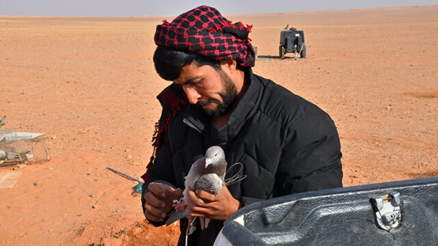 Khalid klargør lokkefugl - den er i øvrigt ægte.