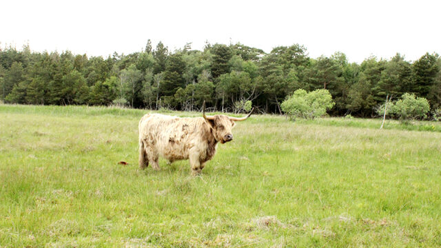 Guldager Highland Cattle slagter og sælger kødet – både online og i slagterbutikken i Guldager, som har åbent hver torsdag eftermiddag. Da kvæget udelukkende lever af græs, er det mindre CO2-belastende, samtidig med at kvæget er med til at fremme biodiversiteten. 
