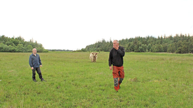 Peder Buurgaard Sørensen fra Guldager Highland Cattle og Torben Lund formand for Esbjerg Kogræsserlaug er glade for samarbejdet om at tilse dyrene i Marbæk. 
