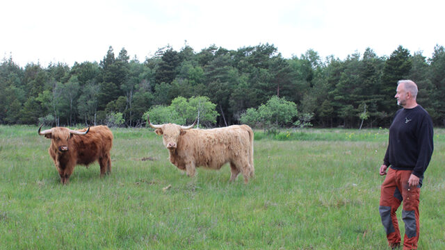 Skotsk højlandskvæg er egnet til at afgræsse i Danmark, da de er hårdføre og har lette kælvninger. Og så er det verdens smukkeste kvæg, mener Peder Burgaard Sørensen. 
