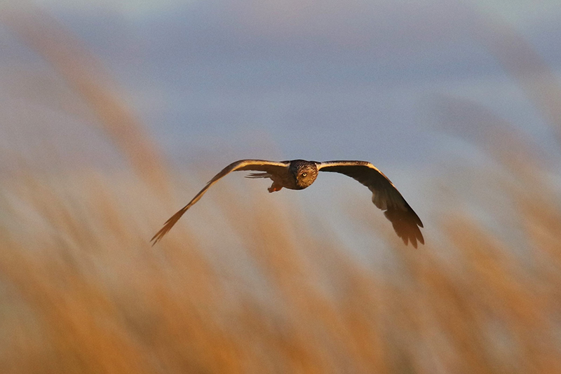 Rørhøgen på Fanø er med sit vingefang på 135 centimeter et imponerende syn.